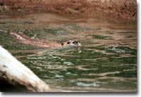 River Otter