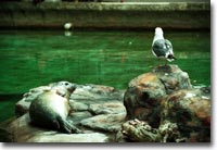 Curious Seal