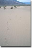 Footprints on Sand Dune (#200104030119)