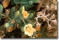 Yellow Flower at Mosaic Canyon